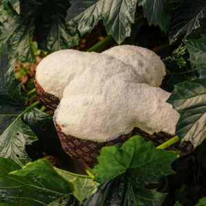 COLOMBA ESOTICA